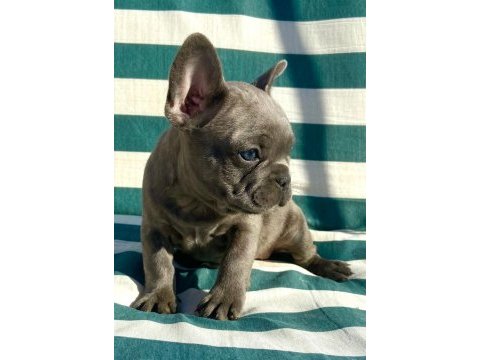 French bulldog