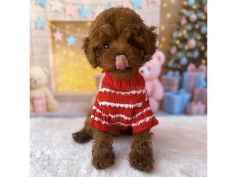Toy poodle dişi yavru
