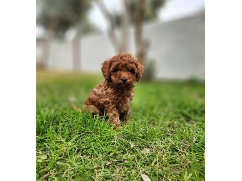 Toy poodle yavrularımız uygun değildir