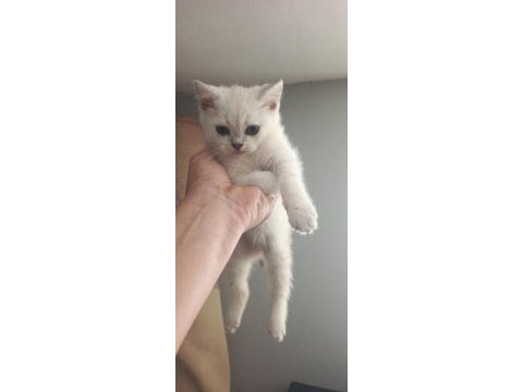 Minik british shorthair patiler