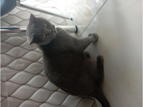 Ayı kafa british shorthair