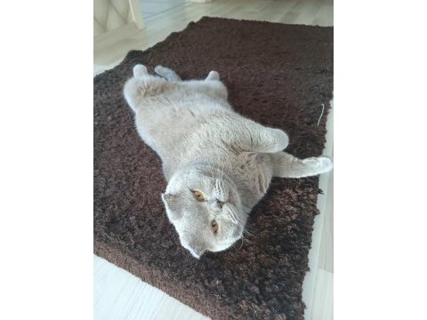 Scottish fold doby miz 3 yaşında erkek