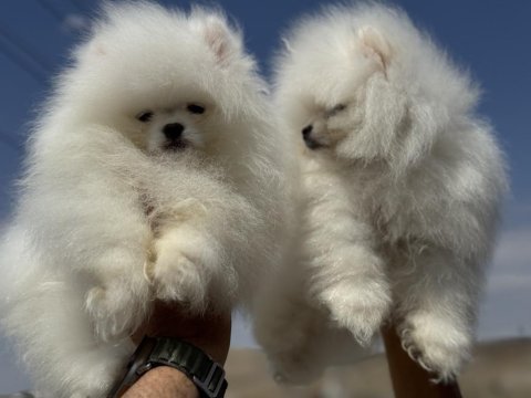 Yasal ruhsatlı çiftlikden pomeranian boo yavrular