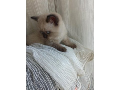 Minik british shorthair patiler