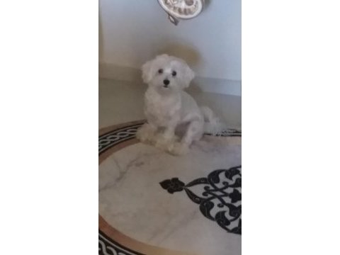Sahiplendirilecek maltese