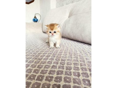 Golden british shorthair bebekler a kalite