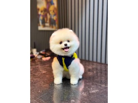 Sağlık ve ırk garantili pomeranian yavru