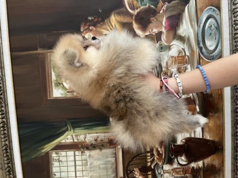 Pomeranian boo orange erkek