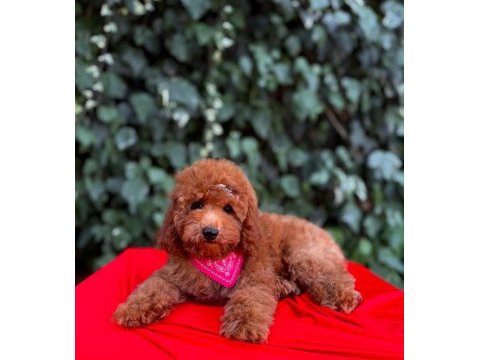 Safkan red brown toy poodle yavrular