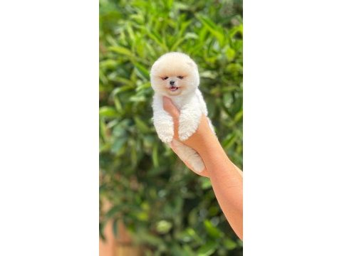 Pati ver pomeranian sizler için burada