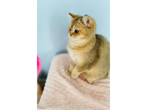 Kucak delisi british shorthair