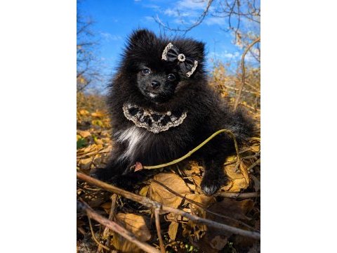 Sevimliliğiyle hayran bırakan siyah pomeranian boo yavrusu