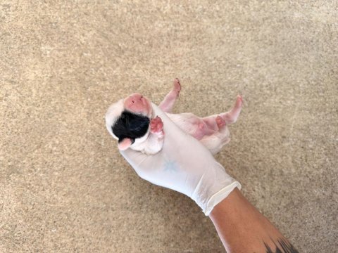 Pomeranian ciddi olanlar iletişime geçsin wp