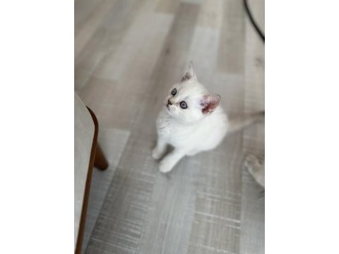 Safkan brıtısh blue poıntler uygın fıyata sahıplendırılecek
