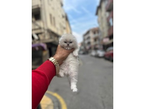 Koca kafa yavru kediler aa kalite safkandır