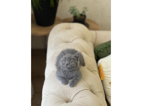 Hemen teslim british shorthair gri yavrum