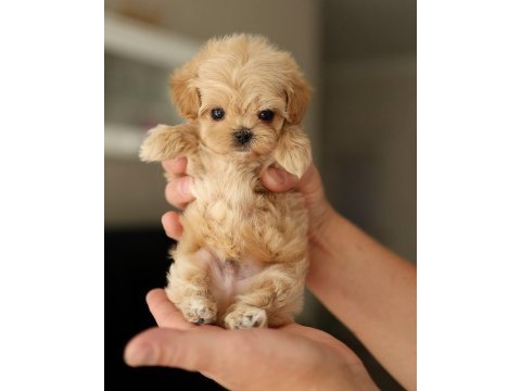 Maltipoo yavrularımız teacup sıfır boy