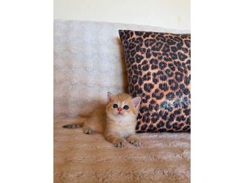 Safkan brıtısh shorthair golden bebekler