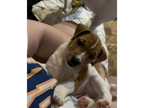Çok zeki jack russell çocuklar