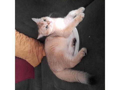 Safkan british shorthair golden 6 aylık erkek