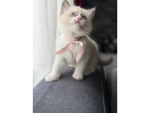 Ragdoll yavru