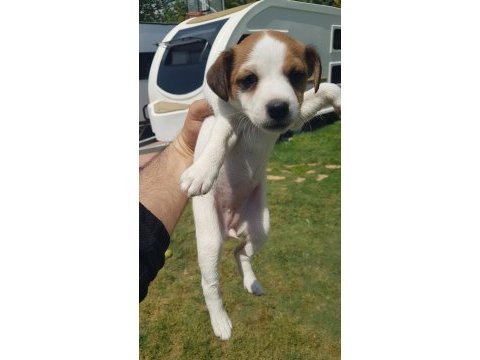 Show kalite fırlama jack russell terrier yavruları