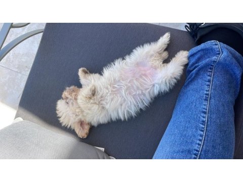 3 aylık aşıları tam karneli safkan 0 benden maltese