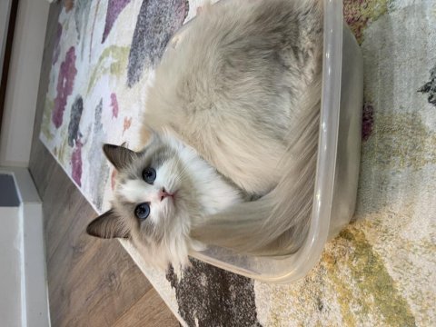 Ragdoll dişi kedime eş arıyorum