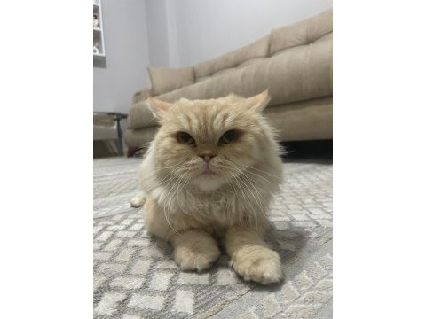Uysal iran kedisi