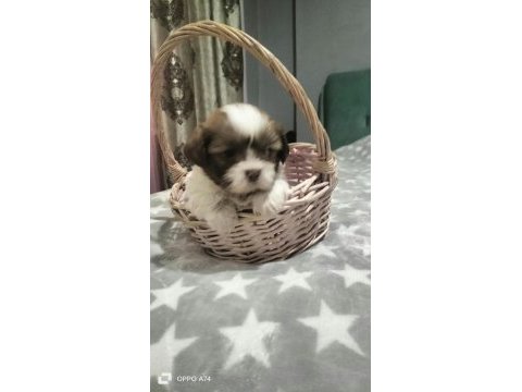 Shih tzu (şitzu) bebekler