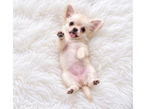Longhair chihuahua wc eğitimli