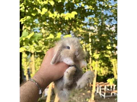 Hollanda teddy lop tavşan yavrular