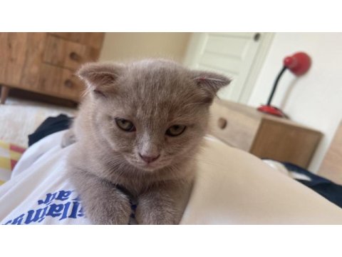 Uysal scottish fold kızımız