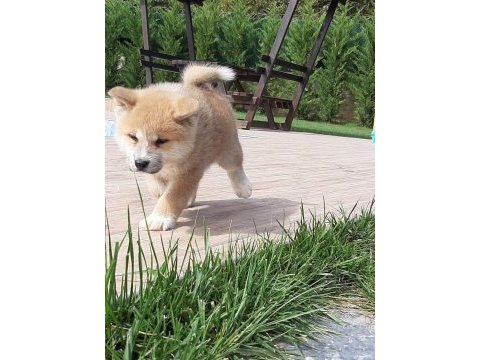 Japon akita ınu yavrulari istanbul 