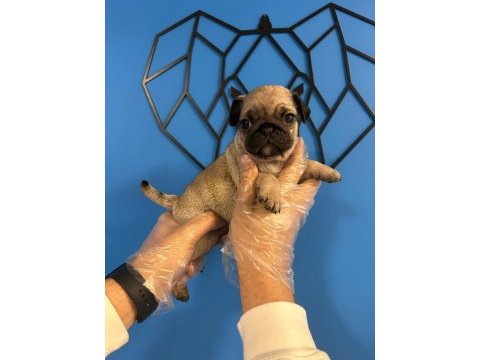 Orijinal pug mops bebekler