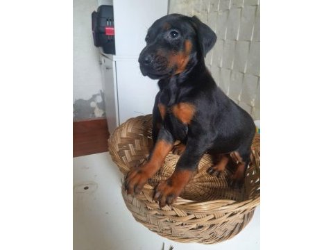 King doberman yavrularım