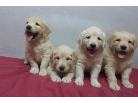 Sevimli ve oyuncu golden yavrularımız