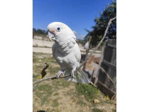 Full evcil kakadu papağanı