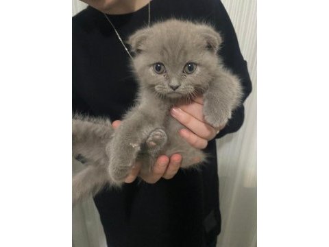 Scottish fold yavru