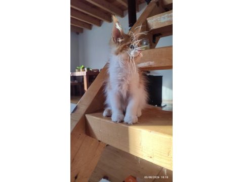 Xxl cüsse maine coon mükemmel profil dopdolu belge