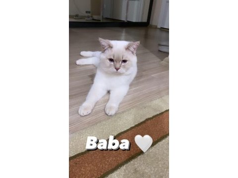 Nisan 21 2023 doğumlu harika bir erkek scottish fold