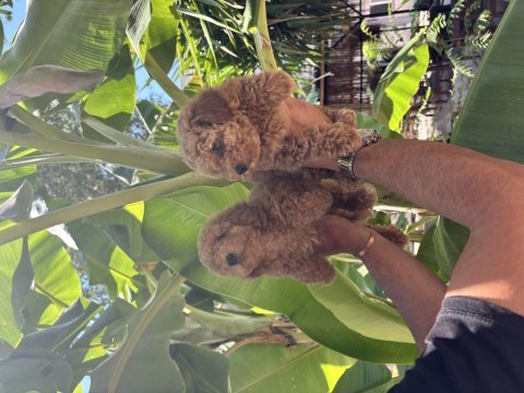 Dünya tatlısı poodle