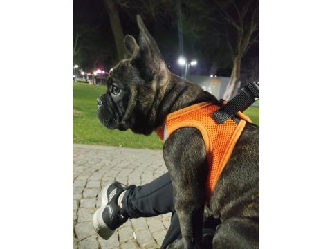 French bulldog köpeğimiz zed için yuva arıyoruz