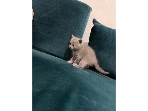 British shorthair kedisi