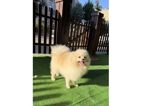 Yetışkın erkek pomeranian boo