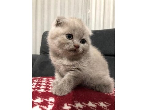 11 mart doğumlu scottish fold yeni ailelerimizi arıyoruz