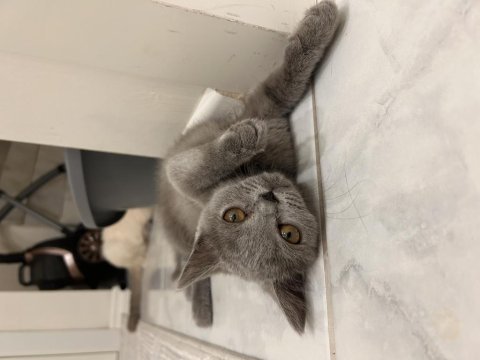British shorthair 22 nisan doğumlu