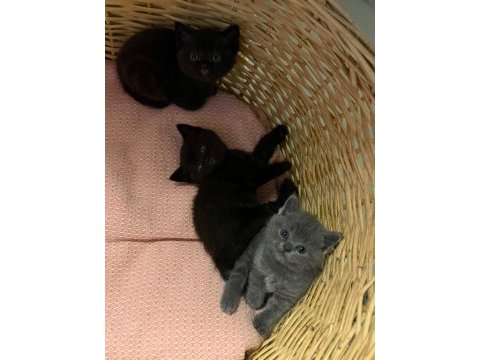 Yeni yuvalarını arayan bebek kediler
