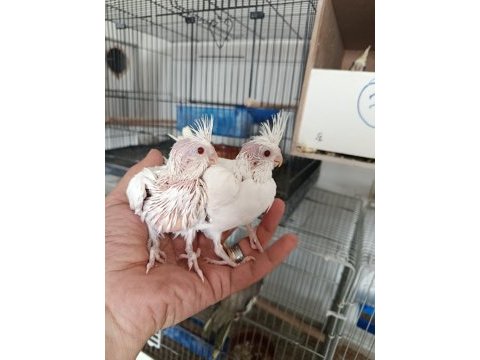Sultan papağanı pamuklar yeme düşmek üzere