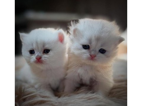 British shorthair yavru kedilerimiz